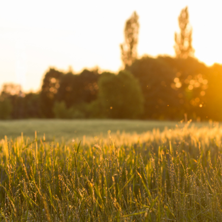 Green grass and trees